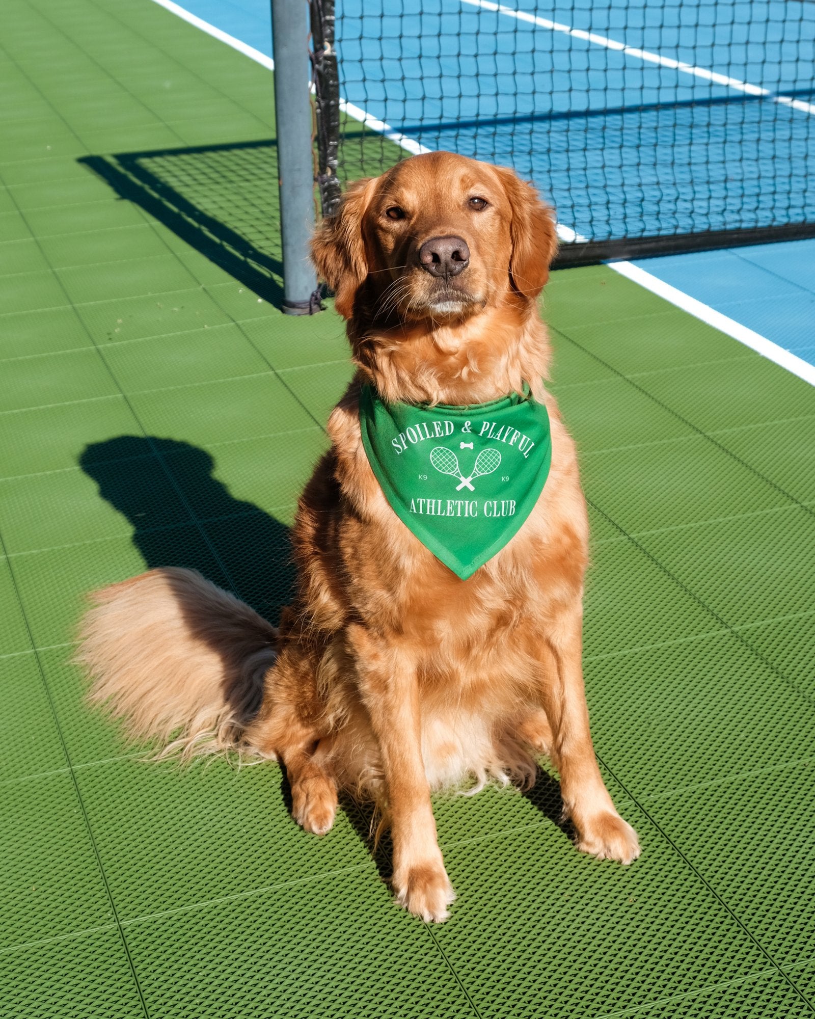 Spoiled & Playful Dog Bandana