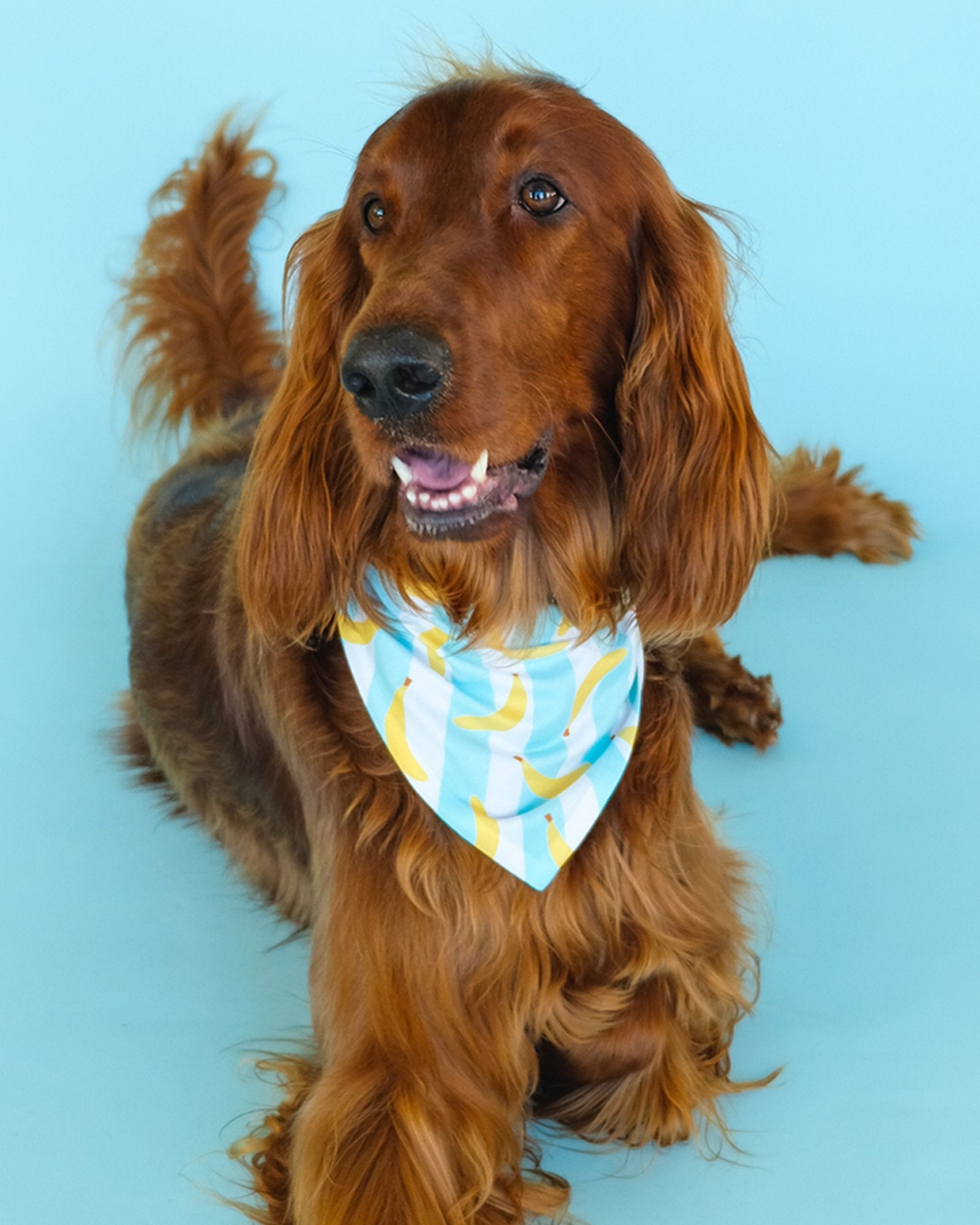 Banana Striped Dog Bandana