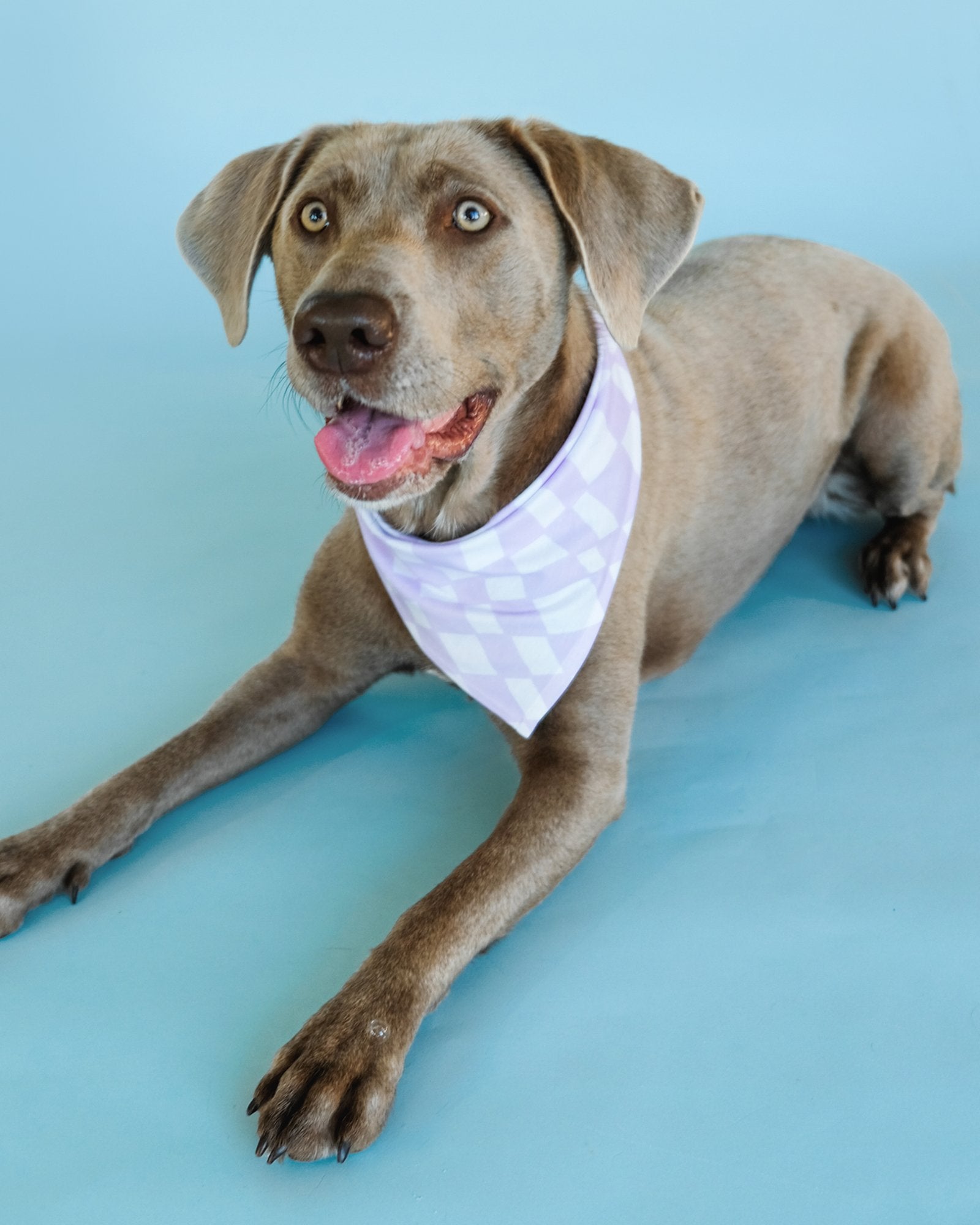 Wavy Checkered Lilac Dog Bandana